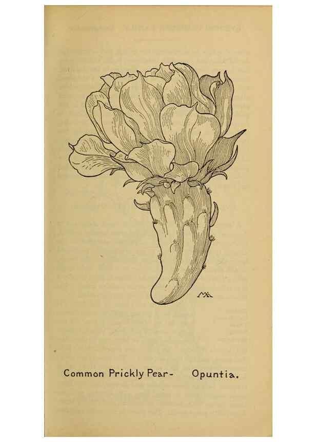 Reproducción/Reproduction 45938346155: Field book of western wild flowers /. New York :Putnam,1915.. 