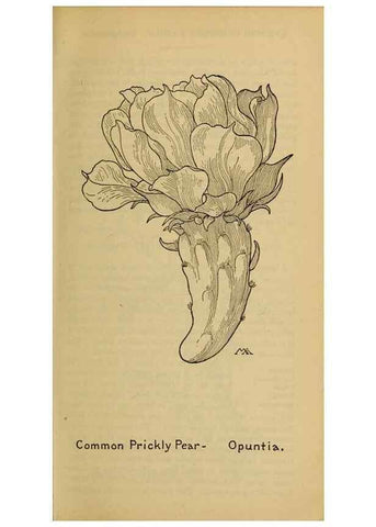 Reproducción/Reproduction 45938346155: Field book of western wild flowers /. New York :Putnam,1915.. 