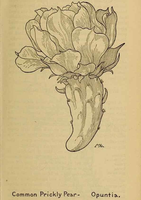 Reproducción/Reproduction 45938346155: Field book of western wild flowers /. New York :Putnam,1915.. 