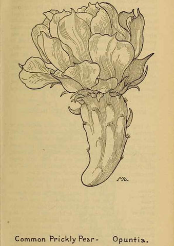 Reproducción/Reproduction 45938346155: Field book of western wild flowers /. New York :Putnam,1915.. 