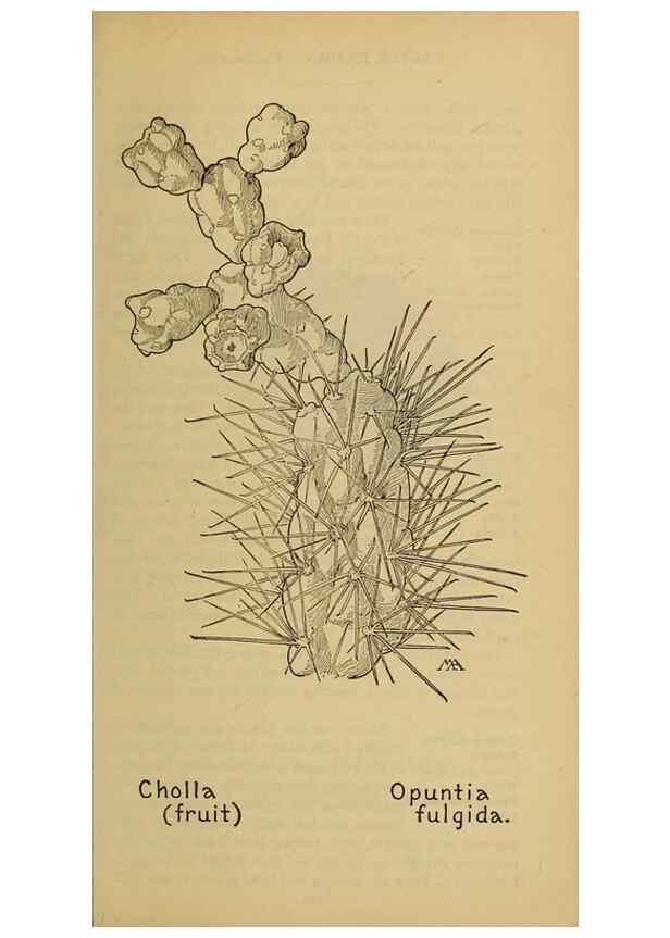 Reproducción/Reproduction 39888037813: Field book of western wild flowers /. New York :Putnam,1915.. 