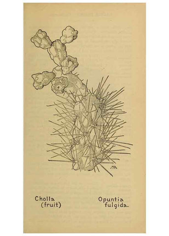 Reproducción/Reproduction 39888037813: Field book of western wild flowers /. New York :Putnam,1915.. 