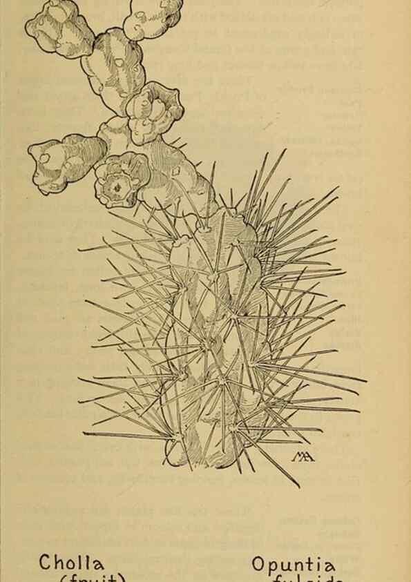 Reproducción/Reproduction 39888037813: Field book of western wild flowers /. New York :Putnam,1915.. 