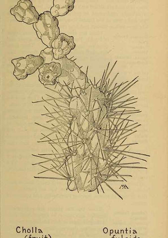 Reproducción/Reproduction 39888037813: Field book of western wild flowers /. New York :Putnam,1915.. 