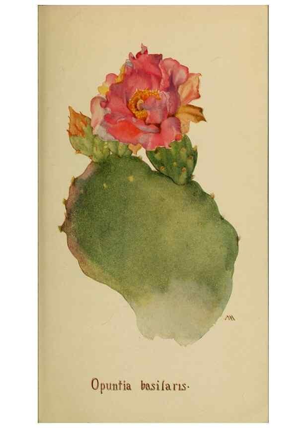 Reproducción/Reproduction 45938342825: Field book of western wild flowers /. New York :Putnam,1915.. 