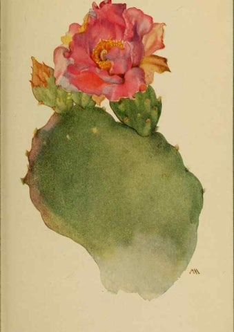 Reproducción/Reproduction 45938342825: Field book of western wild flowers /. New York :Putnam,1915.. 