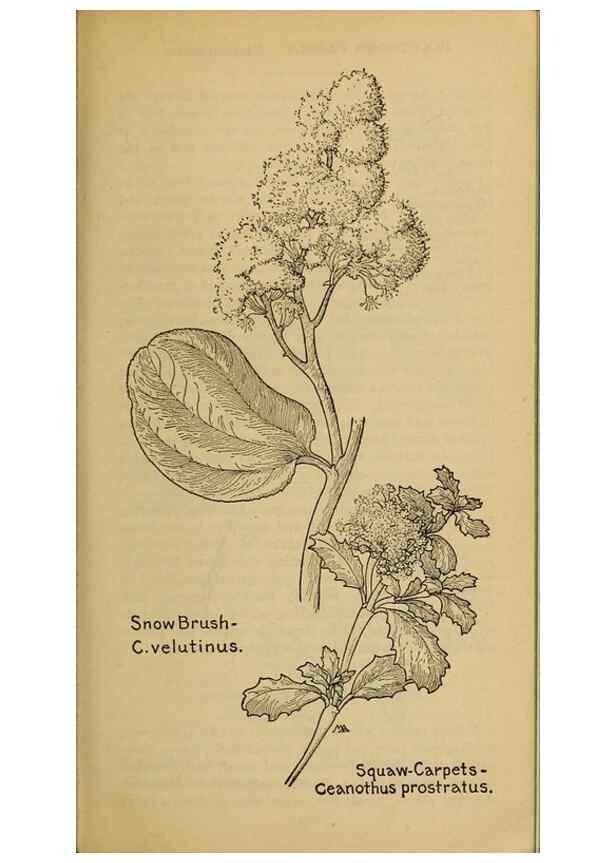 Reproducción/Reproduction 45938310245: Field book of western wild flowers /. New York :Putnam,1915.. 