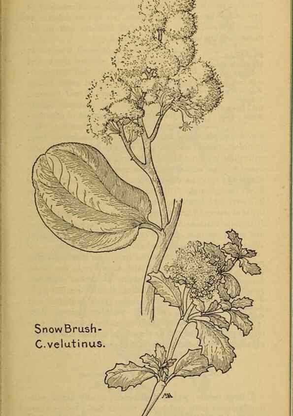 Reproducción/Reproduction 45938310245: Field book of western wild flowers /. New York :Putnam,1915.. 