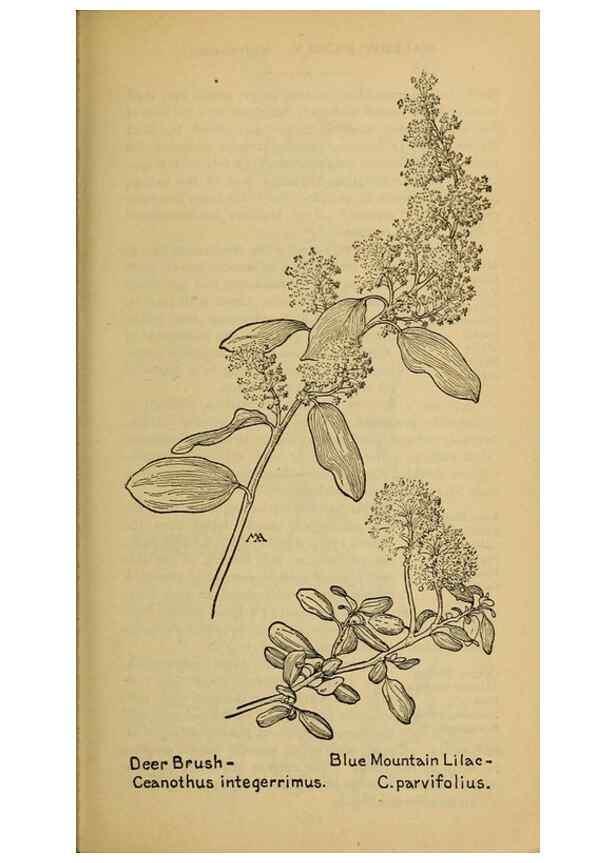 Reproducción/Reproduction 45938311245: Field book of western wild flowers /. New York :Putnam,1915.. 