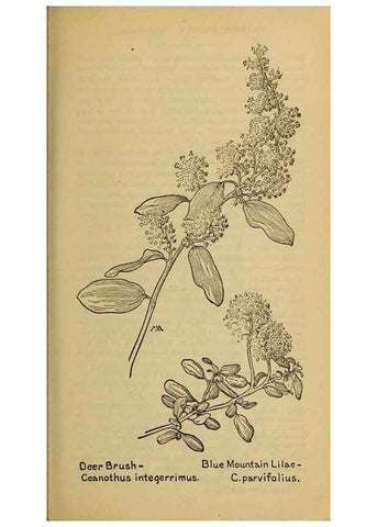 Reproducción/Reproduction 45938311245: Field book of western wild flowers /. New York :Putnam,1915.. 