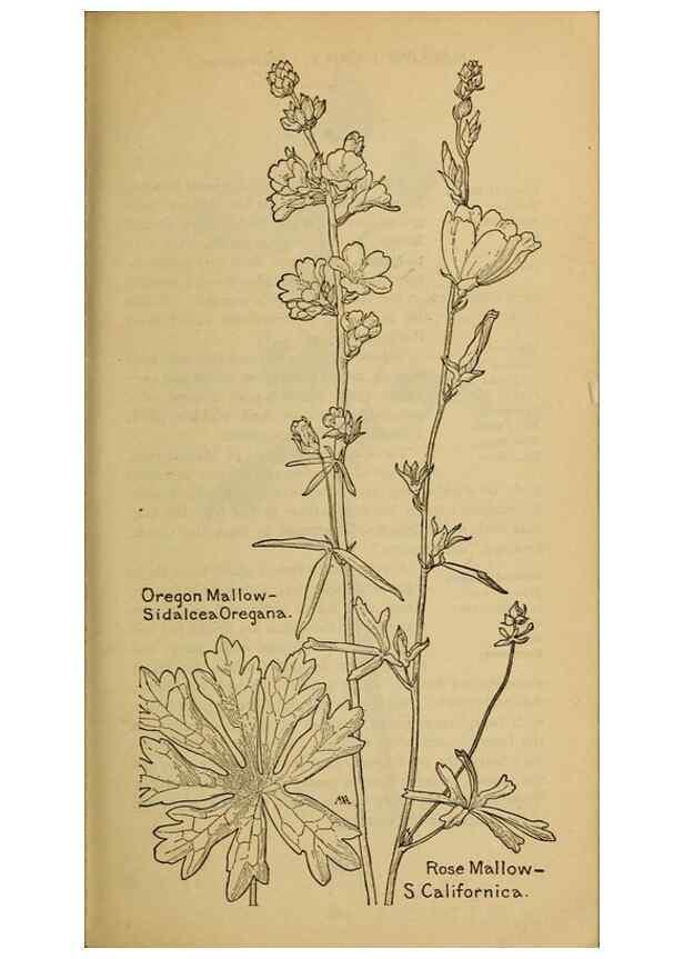 Reproducción/Reproduction 45938312445: Field book of western wild flowers /. New York :Putnam,1915.. 