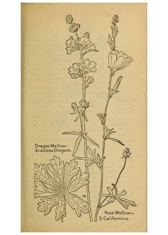 Reproducción/Reproduction 45938312445: Field book of western wild flowers /. New York :Putnam,1915.. 