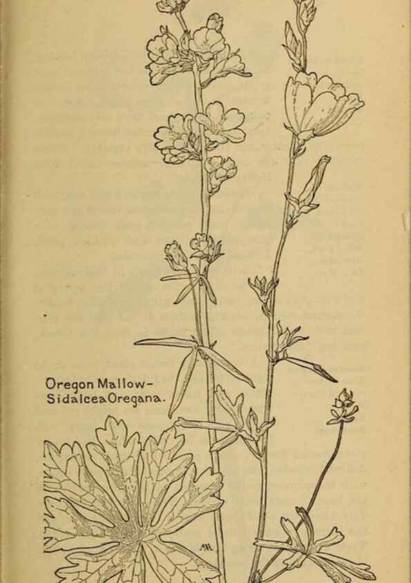 Reproducción/Reproduction 45938312445: Field book of western wild flowers /. New York :Putnam,1915.. 
