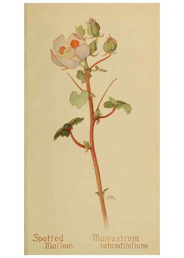 Reproducción/Reproduction 45938313615: Field book of western wild flowers /. New York :Putnam,1915.. 