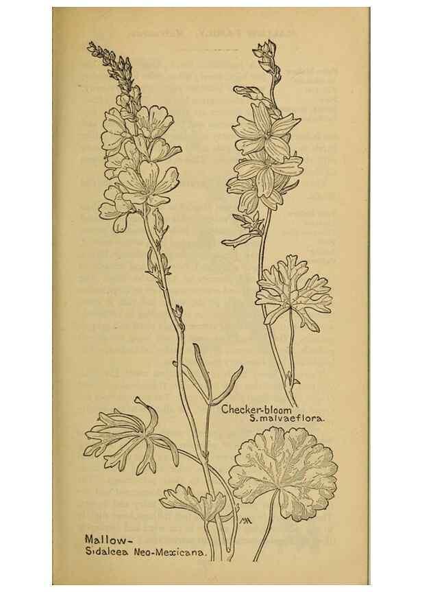 Reproducción/Reproduction 45938314675: Field book of western wild flowers /. New York :Putnam,1915.. 