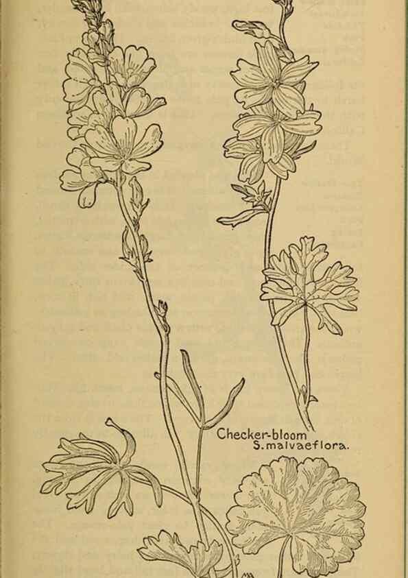 Reproducción/Reproduction 45938314675: Field book of western wild flowers /. New York :Putnam,1915.. 
