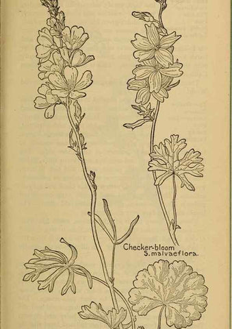 Reproducción/Reproduction 45938314675: Field book of western wild flowers /. New York :Putnam,1915.. 