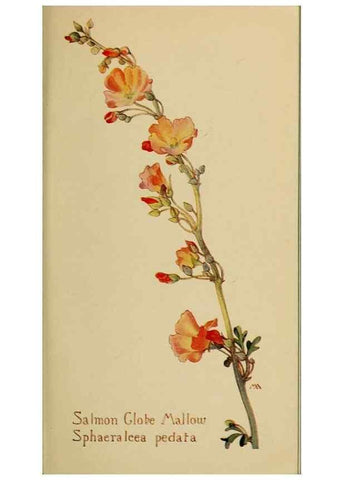 Reproducción/Reproduction 45938315575: Field book of western wild flowers /. New York :Putnam,1915.. 