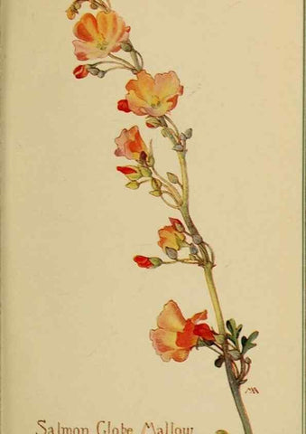 Reproducción/Reproduction 45938315575: Field book of western wild flowers /. New York :Putnam,1915.. 