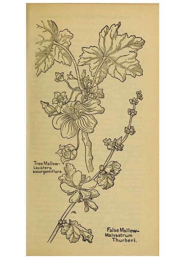 Reproducción/Reproduction 45938316835: Field book of western wild flowers /. New York :Putnam,1915.. 