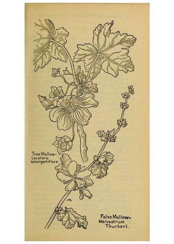 Reproducción/Reproduction 45938316835: Field book of western wild flowers /. New York :Putnam,1915.. 