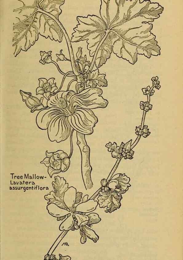 Reproducción/Reproduction 45938316835: Field book of western wild flowers /. New York :Putnam,1915.. 