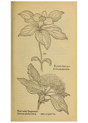 Reproducción/Reproduction 46800913242: Field book of western wild flowers /. New York :Putnam,1915.. 