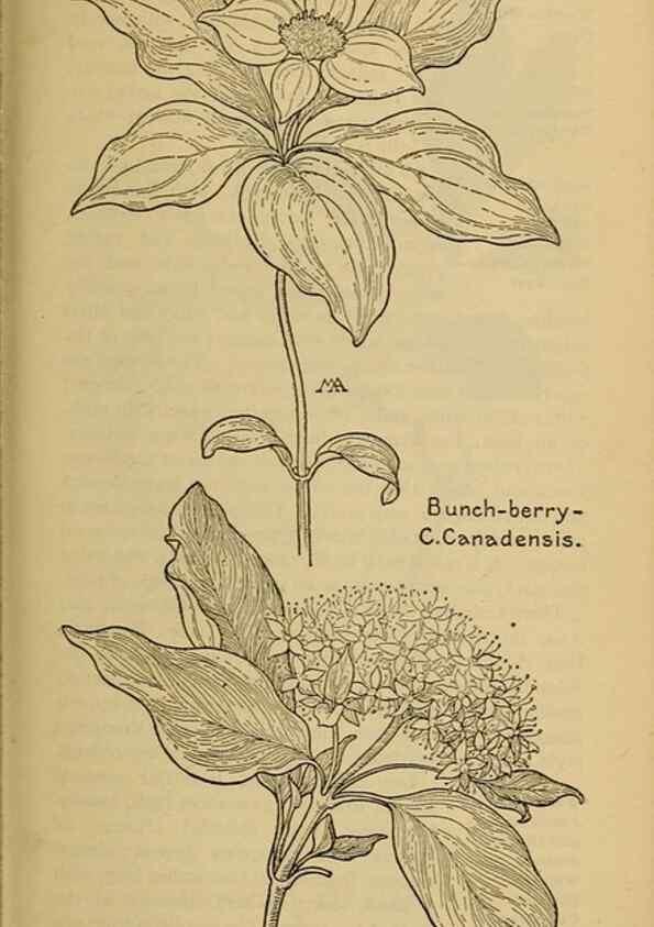 Reproducción/Reproduction 46800913242: Field book of western wild flowers /. New York :Putnam,1915.. 