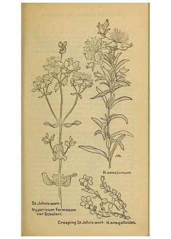 Reproducción/Reproduction 46127887344: Field book of western wild flowers /. New York :Putnam,1915.. 