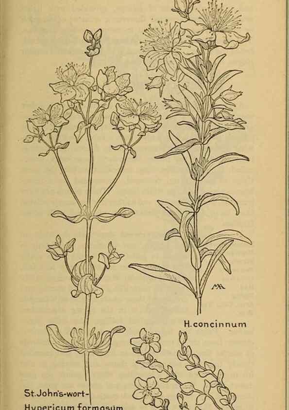 Reproducción/Reproduction 46127887344: Field book of western wild flowers /. New York :Putnam,1915.. 
