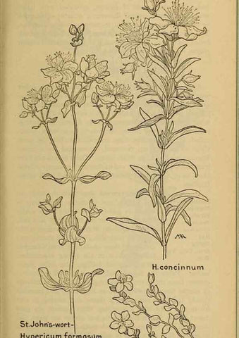 Reproducción/Reproduction 46127887344: Field book of western wild flowers /. New York :Putnam,1915.. 