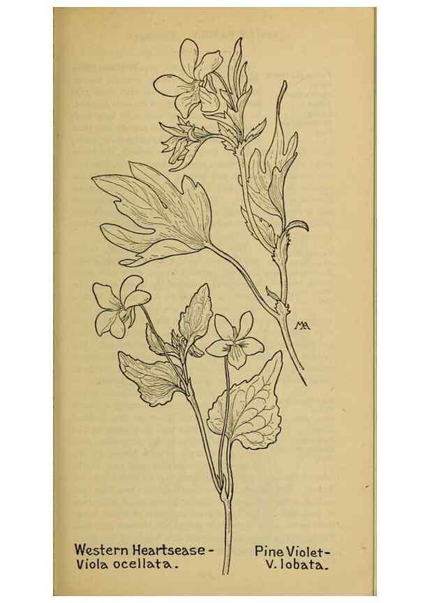 Reproducción/Reproduction 46127889394: Field book of western wild flowers /. New York :Putnam,1915.. 