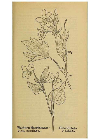 Reproducción/Reproduction 46127889394: Field book of western wild flowers /. New York :Putnam,1915.. 