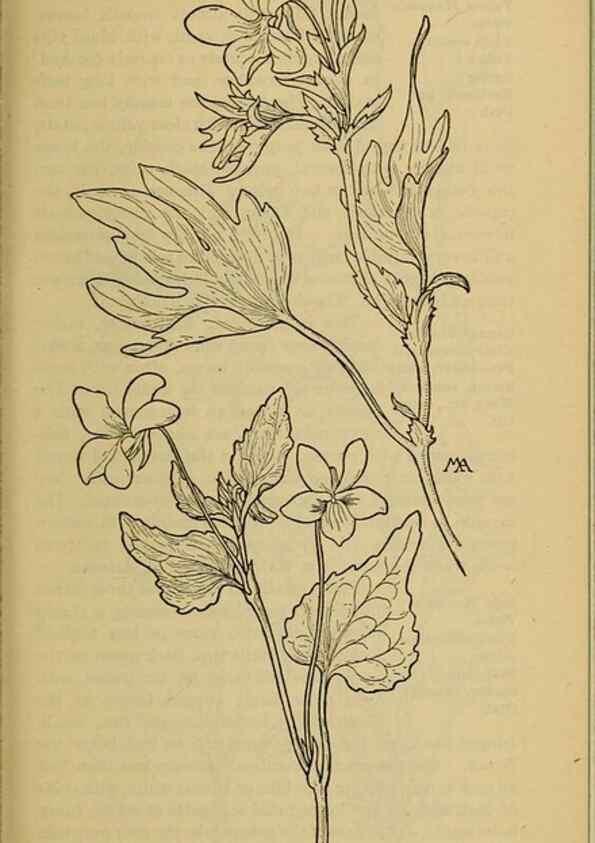 Reproducción/Reproduction 46127889394: Field book of western wild flowers /. New York :Putnam,1915.. 