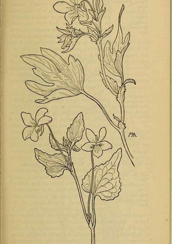 Reproducción/Reproduction 46127889394: Field book of western wild flowers /. New York :Putnam,1915.. 