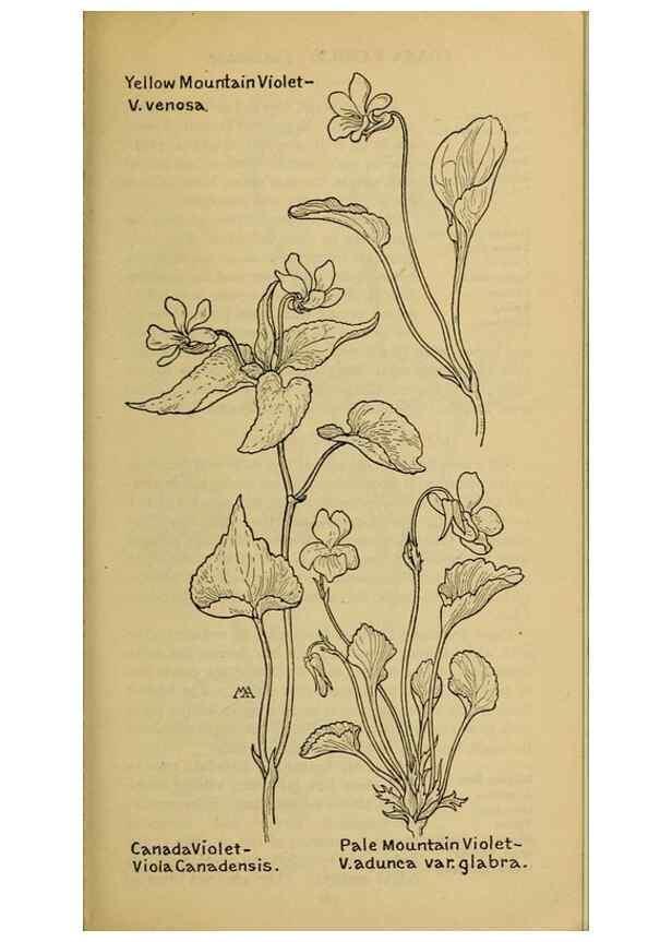 Reproducción/Reproduction 46127890194: Field book of western wild flowers /. New York :Putnam,1915.. 