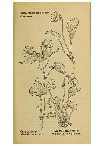 Reproducción/Reproduction 46127890194: Field book of western wild flowers /. New York :Putnam,1915.. 
