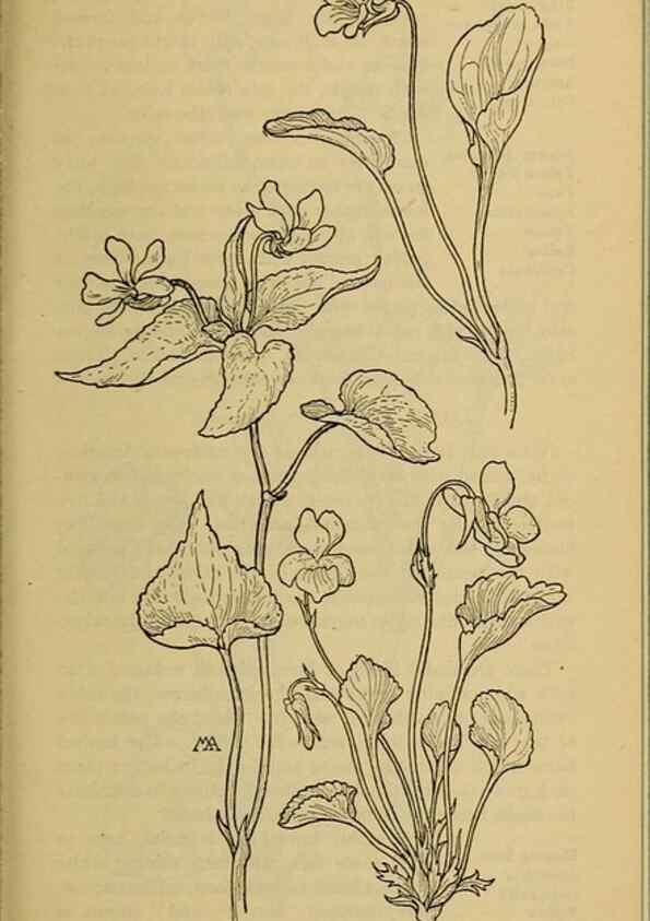 Reproducción/Reproduction 46127890194: Field book of western wild flowers /. New York :Putnam,1915.. 