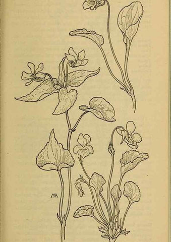 Reproducción/Reproduction 46127890194: Field book of western wild flowers /. New York :Putnam,1915.. 