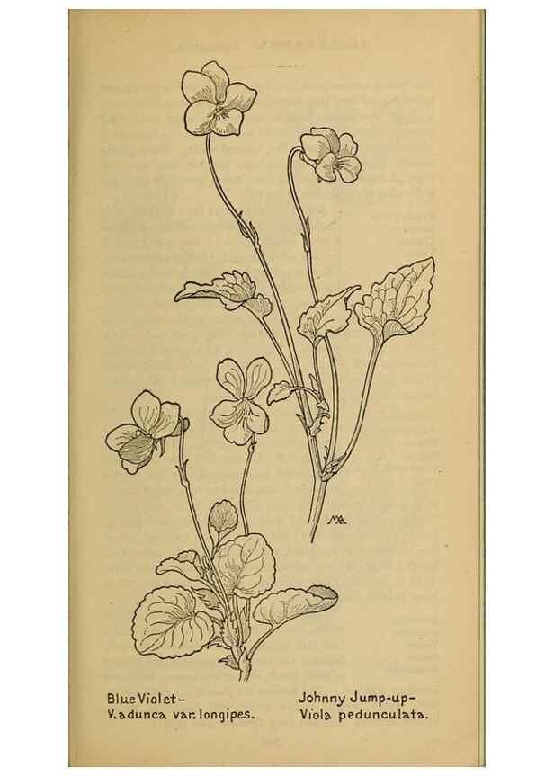 Reproducción/Reproduction 39888030613: Field book of western wild flowers /. New York :Putnam,1915.. 