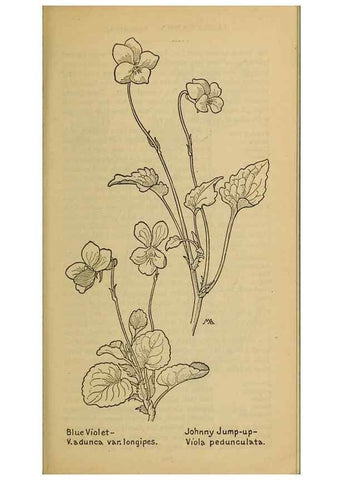Reproducción/Reproduction 39888030613: Field book of western wild flowers /. New York :Putnam,1915.. 