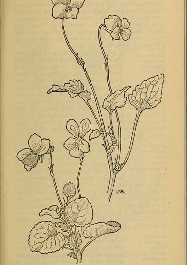 Reproducción/Reproduction 39888030613: Field book of western wild flowers /. New York :Putnam,1915.. 