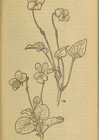 Reproducción/Reproduction 39888030613: Field book of western wild flowers /. New York :Putnam,1915.. 