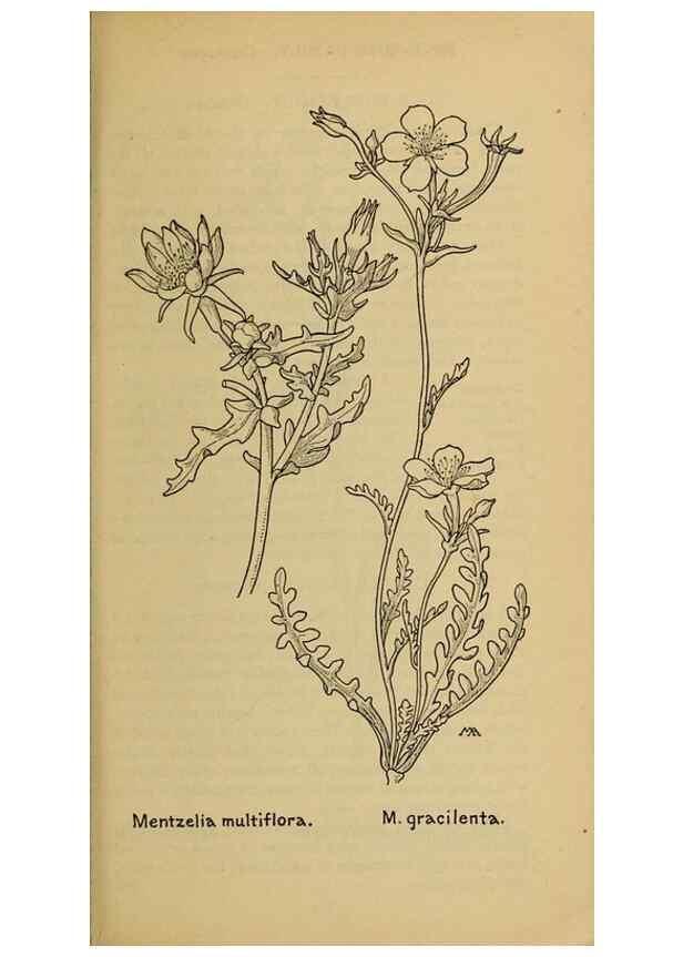 Reproducción/Reproduction 32977536288: Field book of western wild flowers /. New York :Putnam,1915.. 