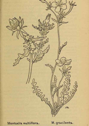 Reproducción/Reproduction 32977536288: Field book of western wild flowers /. New York :Putnam,1915.. 