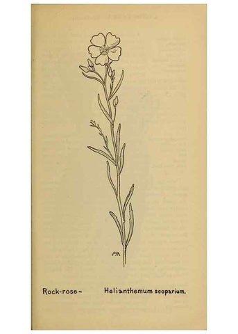 Reproducción/Reproduction 45938339495: Field book of western wild flowers /. New York :Putnam,1915.. 
