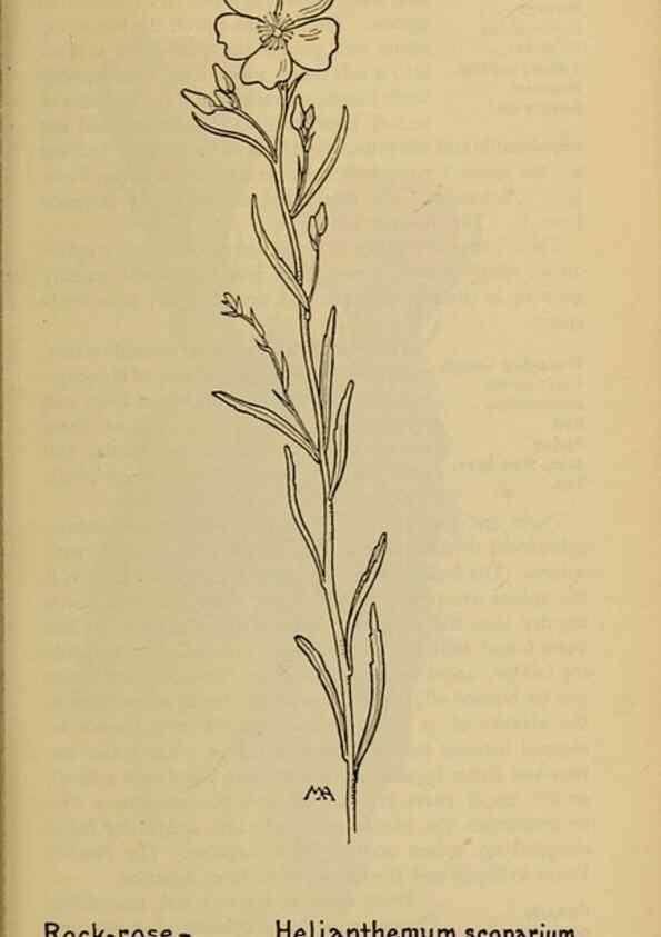 Reproducción/Reproduction 45938339495: Field book of western wild flowers /. New York :Putnam,1915.. 