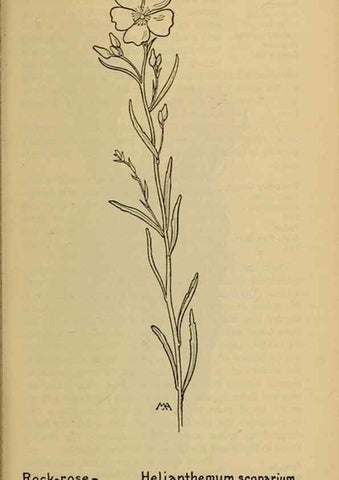 Reproducción/Reproduction 45938339495: Field book of western wild flowers /. New York :Putnam,1915.. 