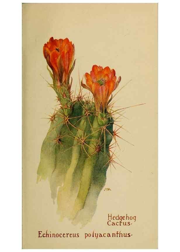 Reproducción/Reproduction 32977537598: Field book of western wild flowers /. New York :Putnam,1915.. 
