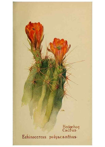 Reproducción/Reproduction 32977537598: Field book of western wild flowers /. New York :Putnam,1915.. 